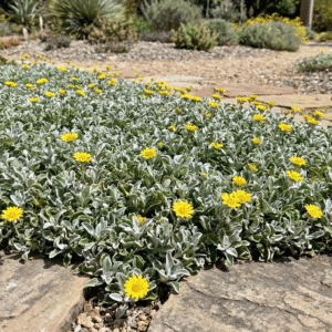 Silver Carpet (Dymondia margaretae)