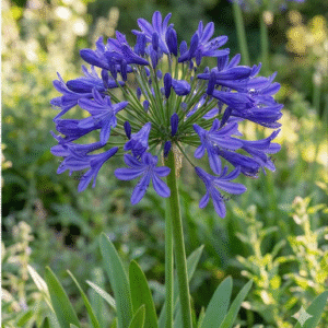 agapanthus-alexander