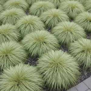 Frosty curls ( Carex comans )